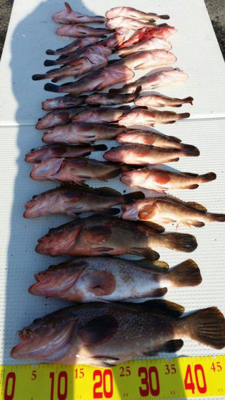 オーフリー 釣果