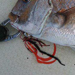 松本釣船2 釣果