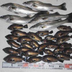 ルアー船マヒマヒ 釣果