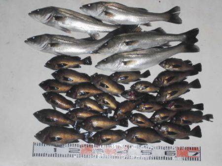 ルアー船マヒマヒ 釣果