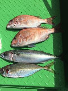 利弥丸（としやまる） 釣果