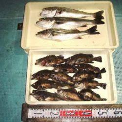 朝日丸 釣果