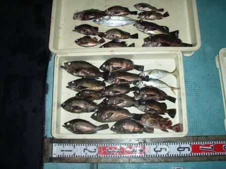 朝日丸 釣果