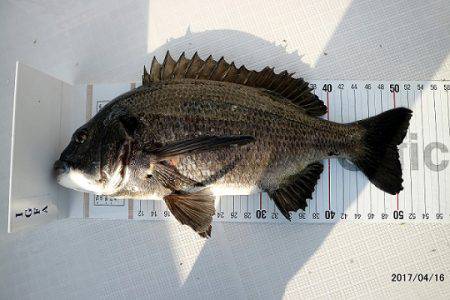 フルコンタクト 釣果