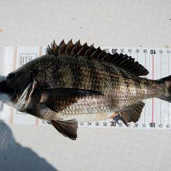 フルコンタクト 釣果