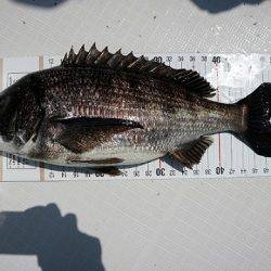 フルコンタクト 釣果