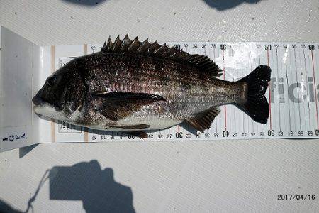 フルコンタクト 釣果