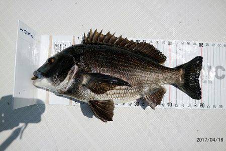 フルコンタクト 釣果