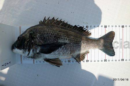 フルコンタクト 釣果