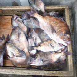 海釣り公園みかた 釣果