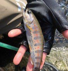 大井川（大井川(非)漁業協同組合） 釣果