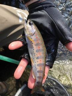 大井川（大井川(非)漁業協同組合） 釣果