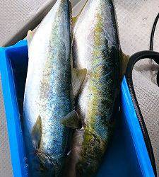 海龍丸(福岡) 釣果