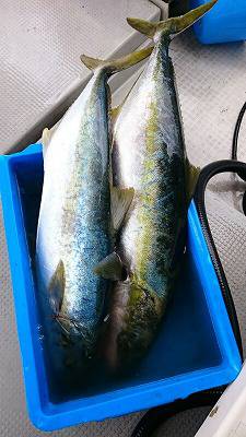 海龍丸(福岡) 釣果