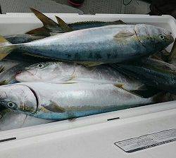 海龍丸(福岡) 釣果