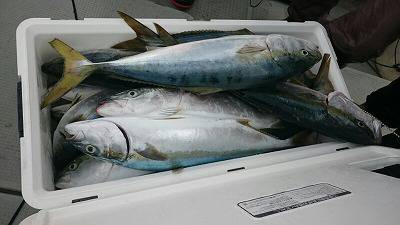 海龍丸(福岡) 釣果