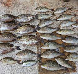 本部釣りイカダ 釣果