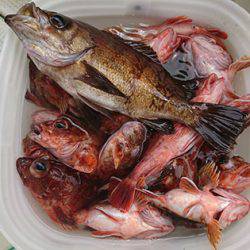 松本釣船２ 釣果