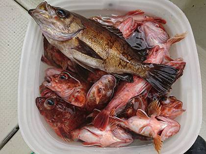 松本釣船２ 釣果