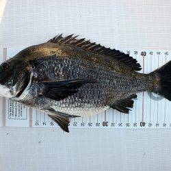 フルコンタクト 釣果