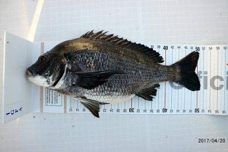 フルコンタクト 釣果