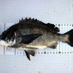 フルコンタクト 釣果