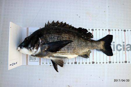 フルコンタクト 釣果