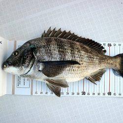 フルコンタクト 釣果