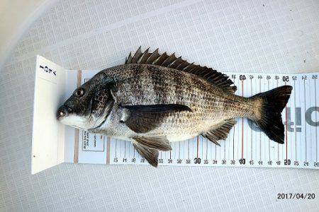 フルコンタクト 釣果