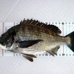 フルコンタクト 釣果