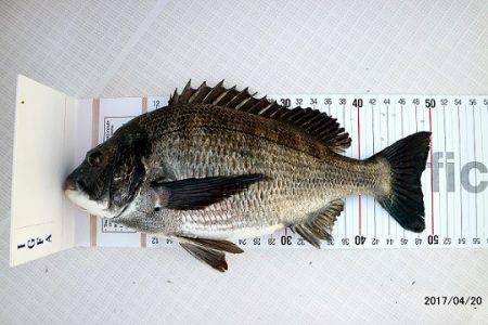 フルコンタクト 釣果