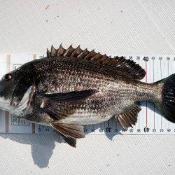 フルコンタクト 釣果