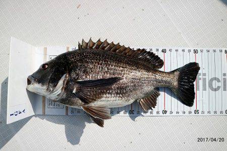 フルコンタクト 釣果