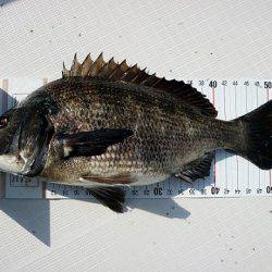 フルコンタクト 釣果