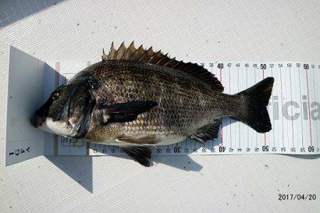 フルコンタクト 釣果