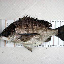 フルコンタクト 釣果