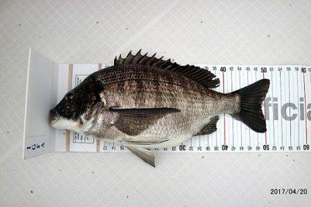 フルコンタクト 釣果