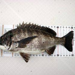 フルコンタクト 釣果