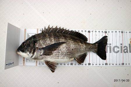 フルコンタクト 釣果