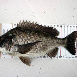 フルコンタクト 釣果