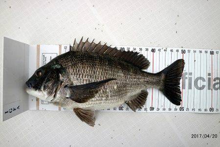 フルコンタクト 釣果