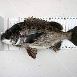 フルコンタクト 釣果