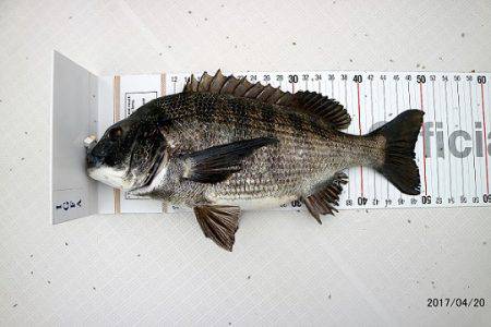 フルコンタクト 釣果