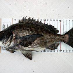 フルコンタクト 釣果