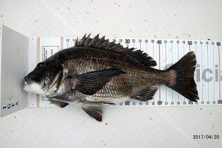 フルコンタクト 釣果