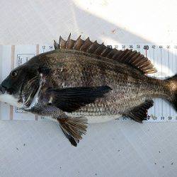 フルコンタクト 釣果