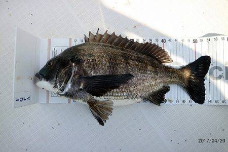 フルコンタクト 釣果