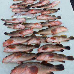 オーフリー 釣果