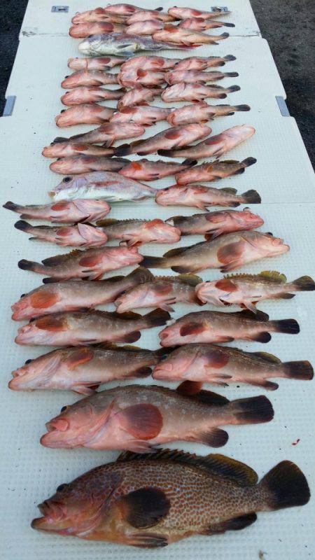 オーフリー 釣果