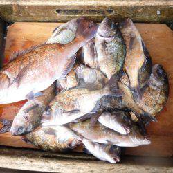 海釣り公園みかた 釣果